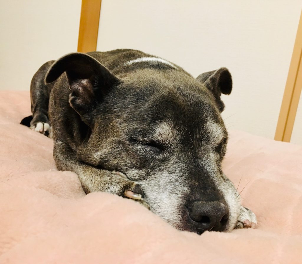 歯磨き後寝ている犬