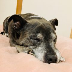 【犬の歯周病】お口のお手入れ