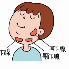 唾液腺のマッサージと分泌しやすい食べ物